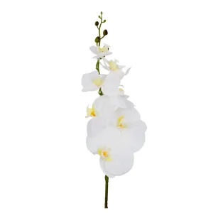Orchidee Weiß