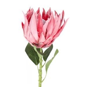 Protea Rosé Realtouch