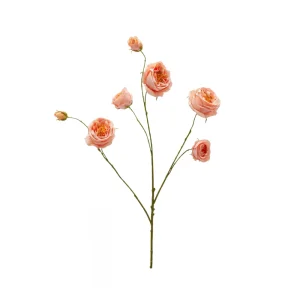 Rosenzweig Peach