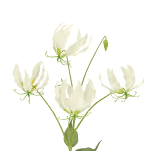 Gloriosa Weiß Realtouch